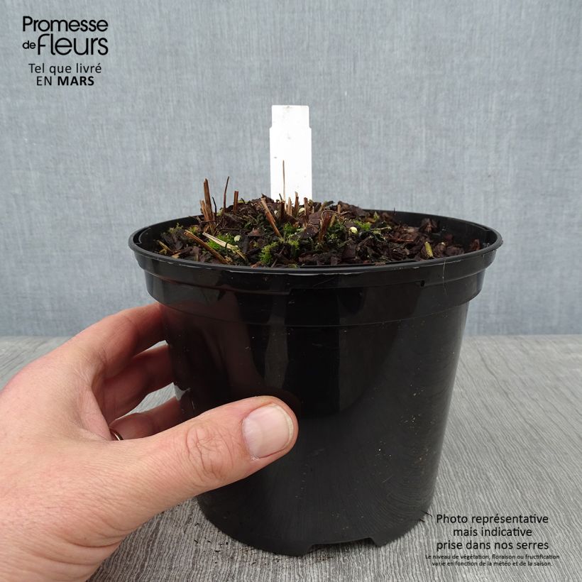 Exemplaar van Osmunda claytoniana - Koningsvaren Pot van 2 l/3 l zoals geleverd in de winter