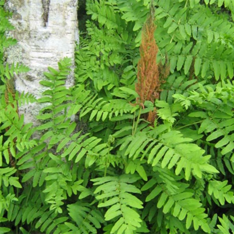 Osmunda regalis Purpurascens - Koningsvaren (Blad)