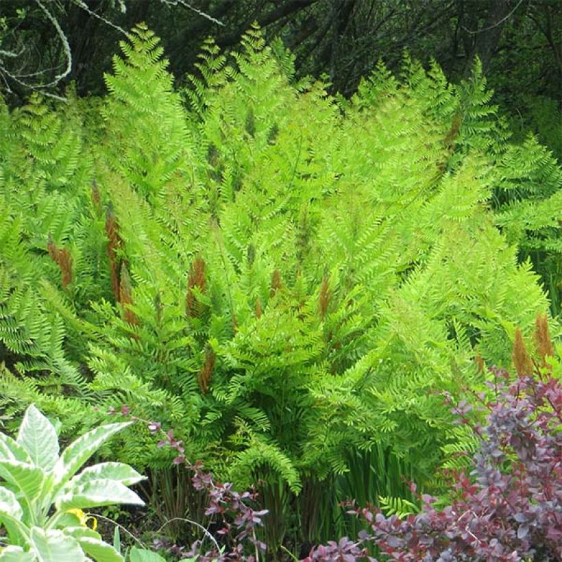 Osmunda regalis Purpurascens - Koningsvaren (Groeiplaats)