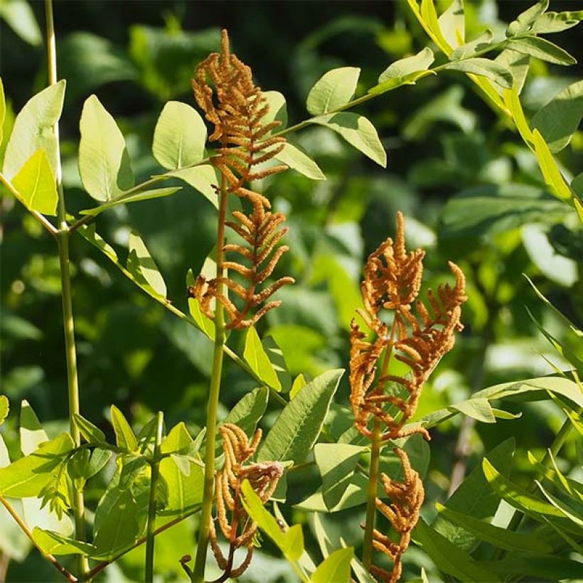 Osmunda japonica - Koningsvaren (Bloei)