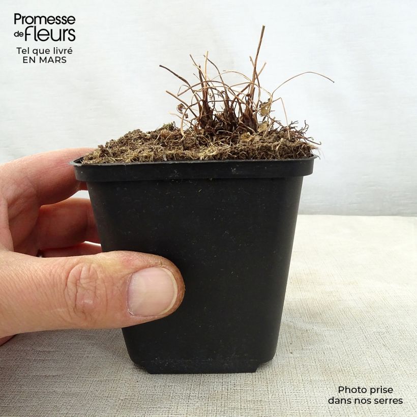 Exemplaar van Osmunda japonica - Koningsvaren Kweekpotje van 8/9 cm zoals geleverd in de lente