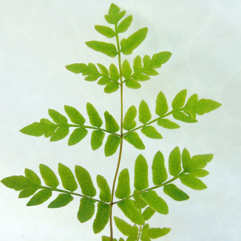 Osmunda regalis - Koningsvaren (Blad)
