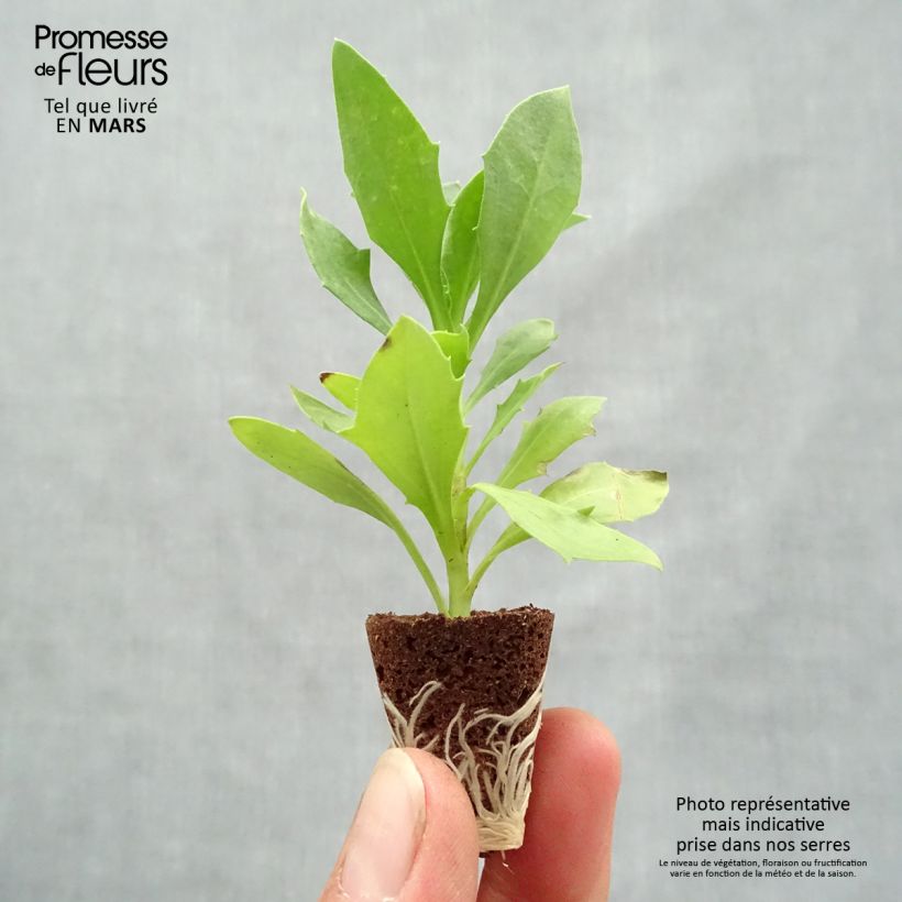 Exemplaar van Osteospermum Wit - Spaanse margriet Mini-mot Ø 3/4 cm zoals geleverd in de lente