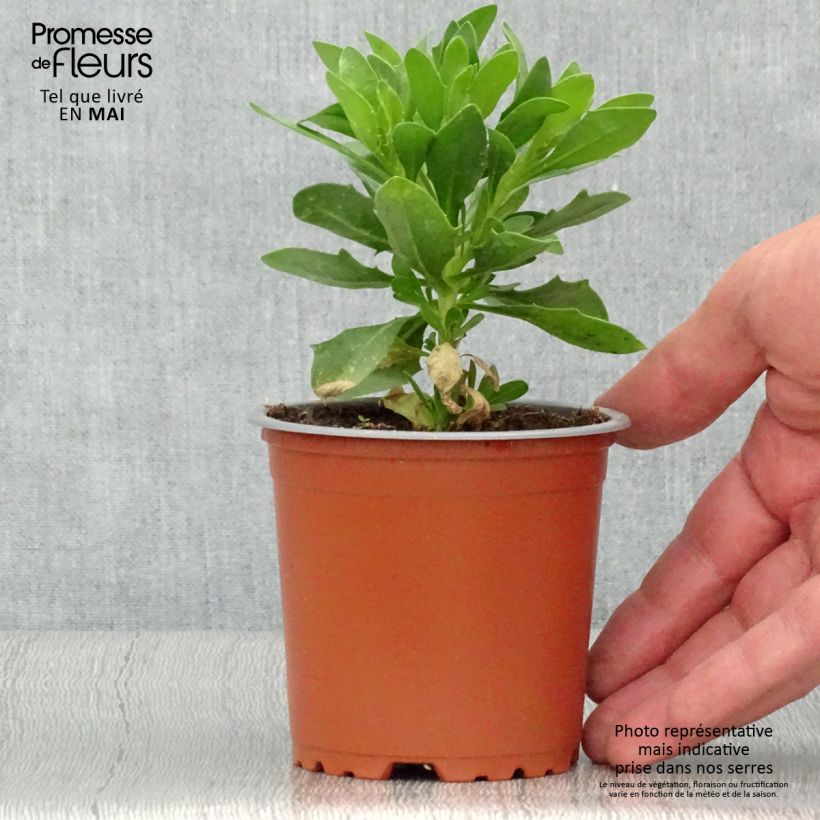 Exemplaar van Osteospermum Wit - Spaanse margriet Pot van 10 cm/11 cm zoals geleverd in de lente