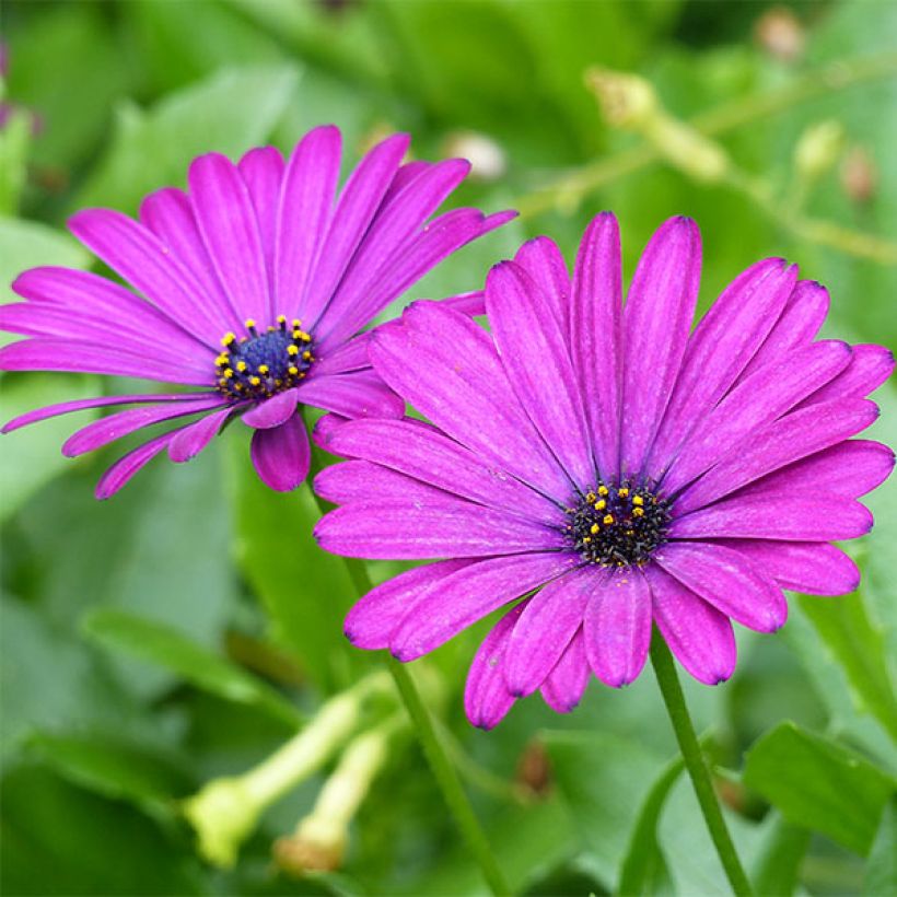 Osteospermum Deep Purple - Spaanse margriet (Bloei)