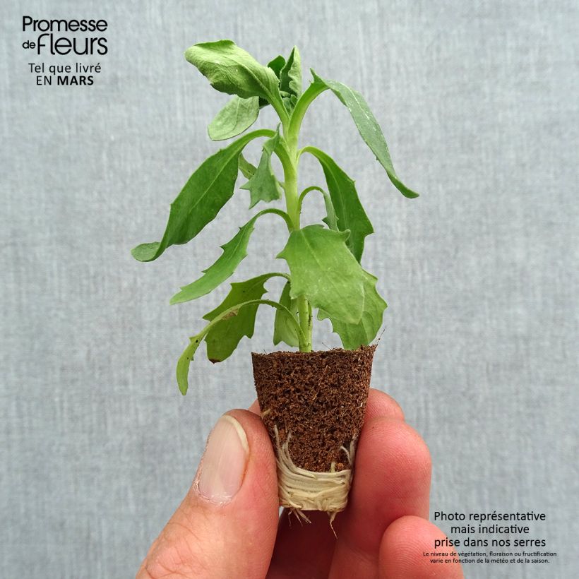 Exemplaar van Osteospermum Dalina Red Dark - Spaanse margriet Mini-mot Ø 3/4 cm zoals geleverd in de lente