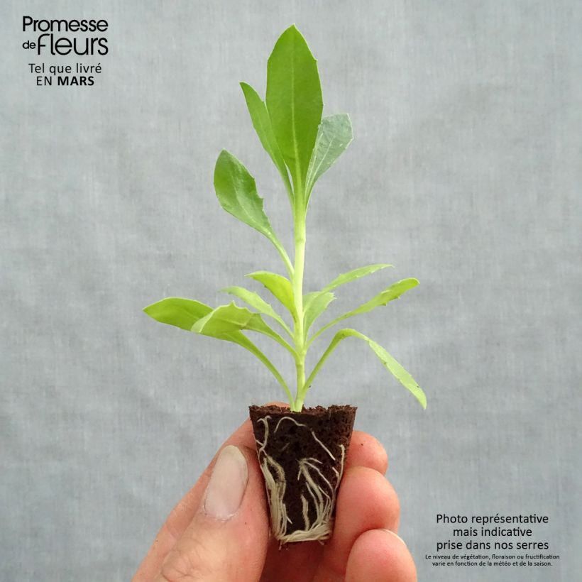 Exemplaar van Osteospermum Deep Purple - Spaanse margriet Mini-mot Ø 3/4 cm zoals geleverd in de lente