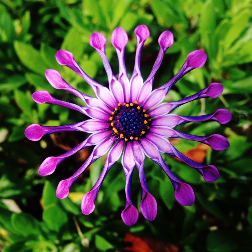Osteospermum Flower Power Spider Pink - Spaanse margriet (Bloei)