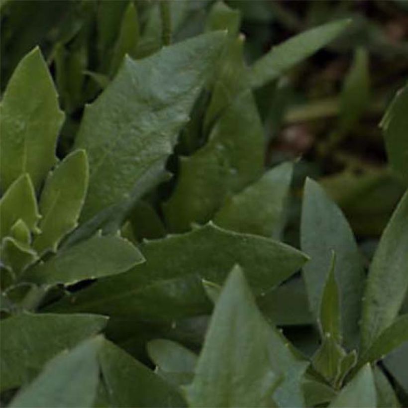 Osteospermum Flower Power Spider Purple - Spaanse margriet (Blad)
