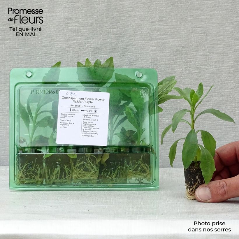 Exemplaar van Osteospermum Flower Power Spider Purple - Spaanse margriet Mini-mot Ø 3/4 cm zoals geleverd in de lente