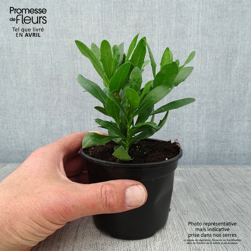 Exemplaar van Osteospermum Flower Power Spider Purple - Spaanse margriet Pot van 10 cm/11 cm zoals geleverd in de lente