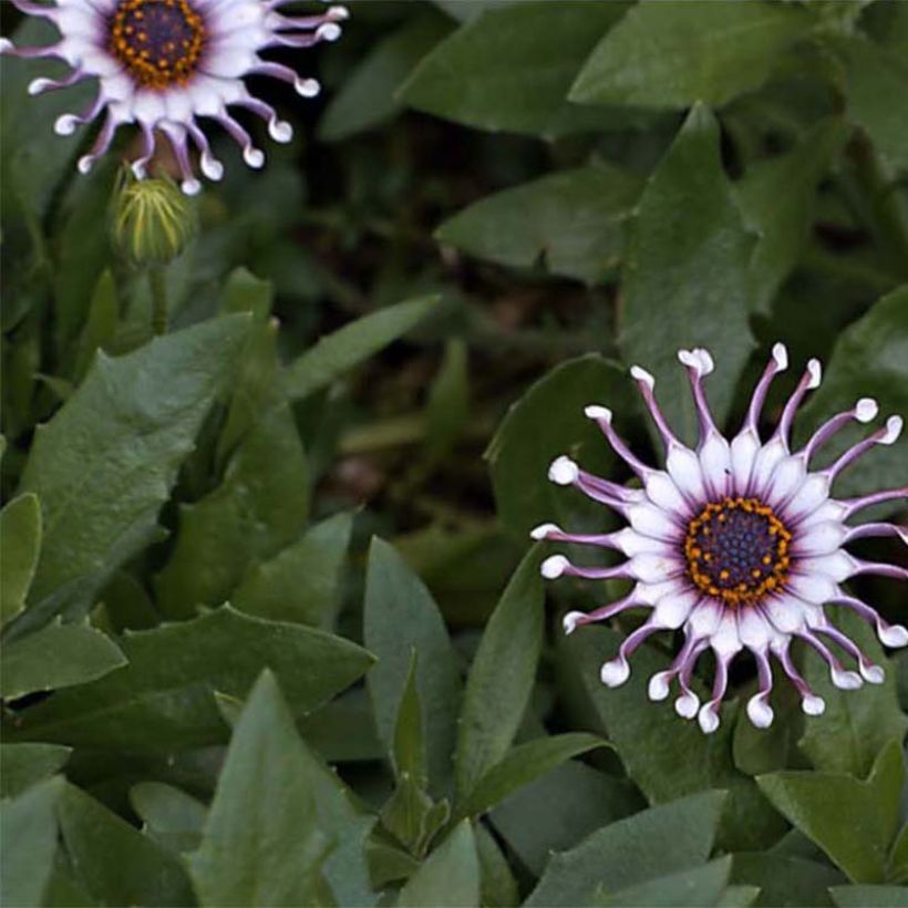Osteospermum Flower Power Spider White - Spaanse margriet (Bloei)