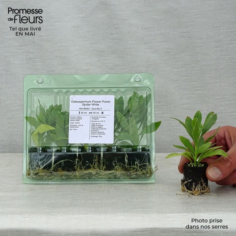 Exemplaar van Osteospermum Flower Power Spider White - Spaanse margriet Mini-mot Ø 3/4 cm zoals geleverd in de lente