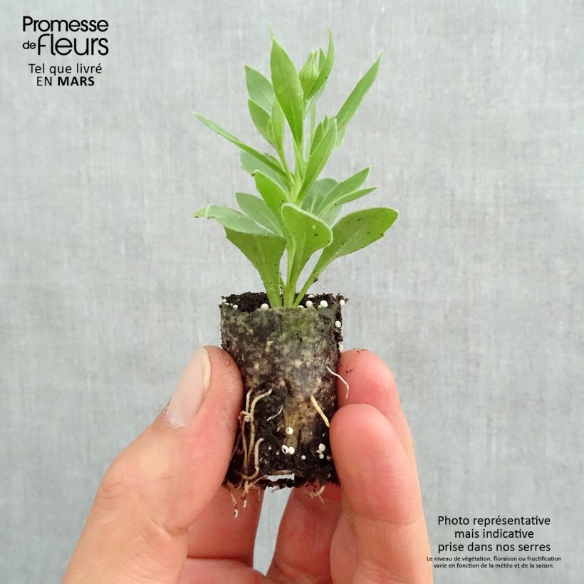 Exemplaar van Osteospermum Summersmile Double Golden Yellow - Spaanse margriet Mini-mot Ø 3/4 cm zoals geleverd in de lente