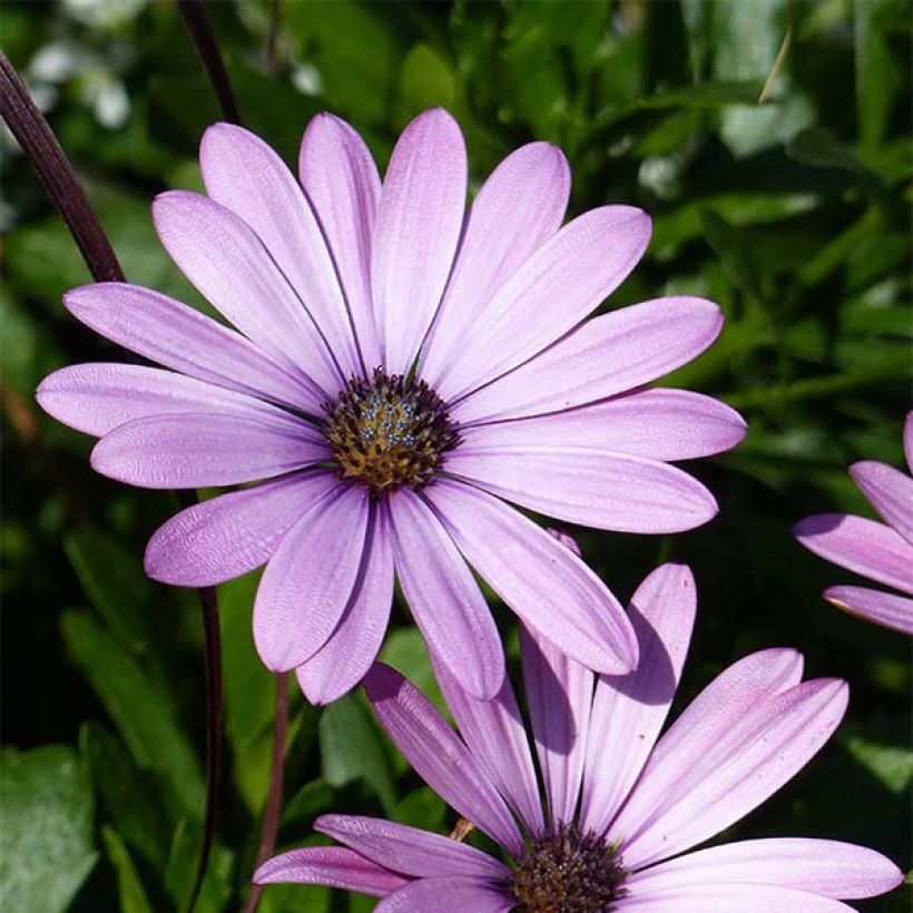 Osteospermum Summersmile Soft Violet - Spaanse margriet (Bloei)
