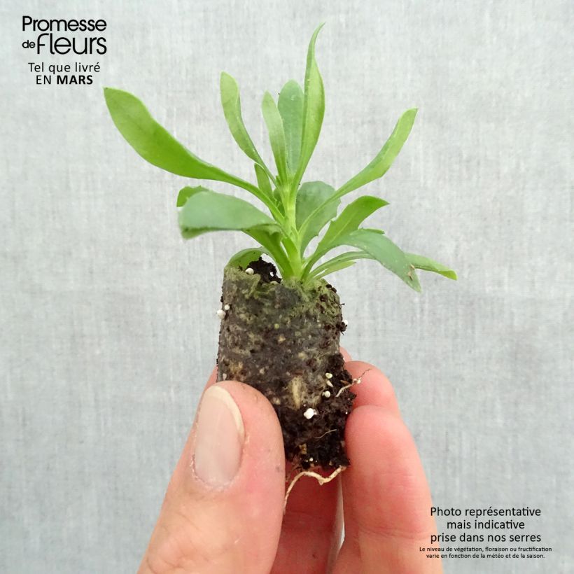 Exemplaar van Osteospermum Summersmile Soft Violet - Spaanse margriet Mini-mot Ø 3/4 cm zoals geleverd in de lente