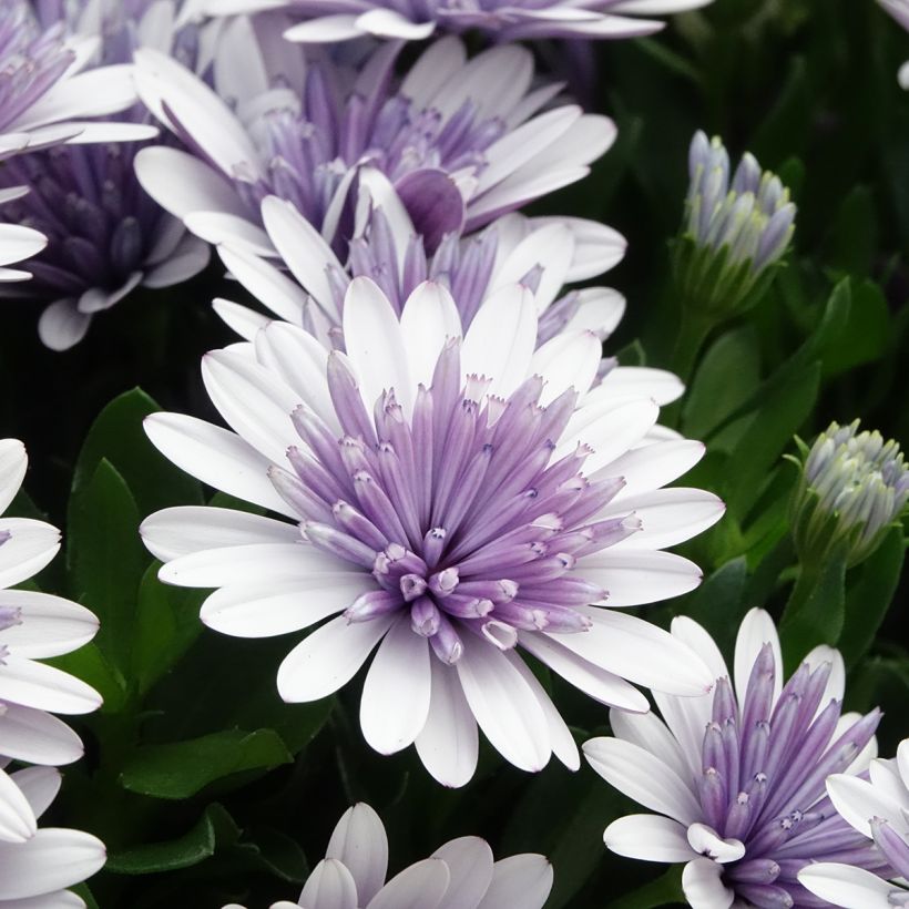 Osteospermum ecklonis 3D Steel Blue - Spaanse margriet (Bloei)