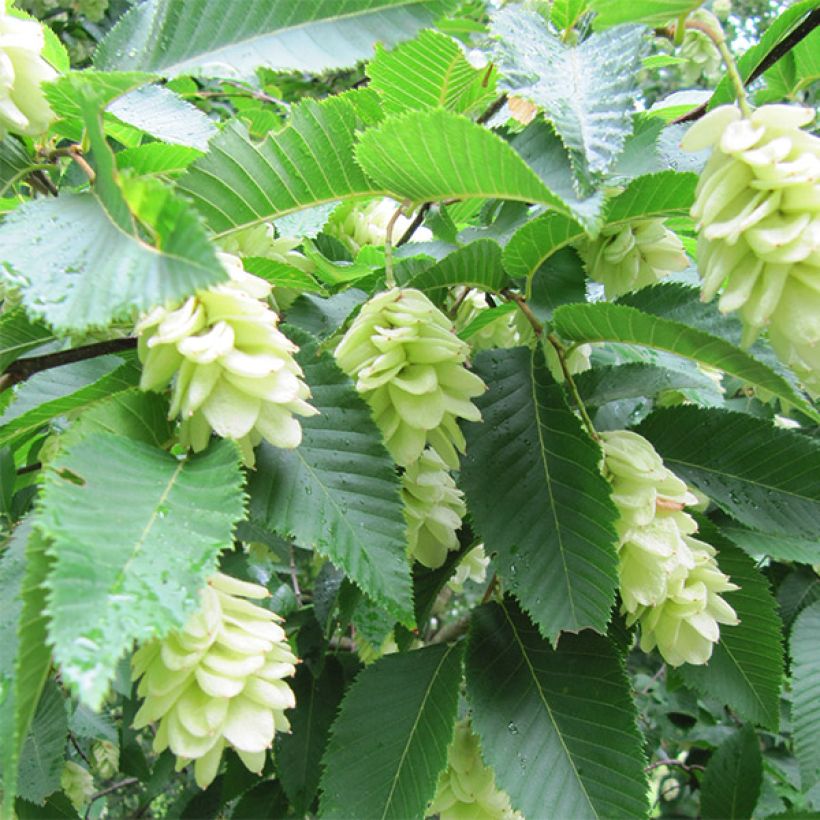 Ostrya carpinifolia - Europese hopbeuk (Flowering)