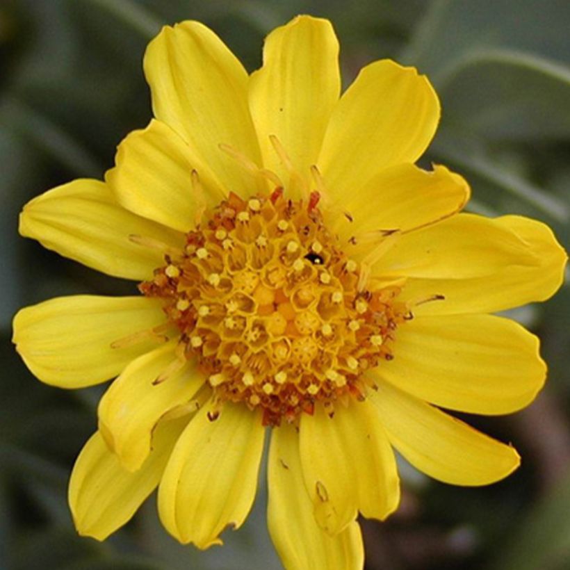 Othonna cheirifolia - Othonna (Bloei)