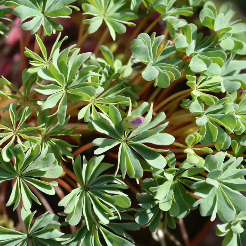 Oxalis adenophylla - Klaverzuring (Blad)