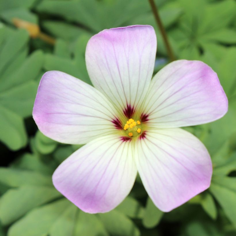Oxalis adenophylla - Klaverzuring (Bloei)