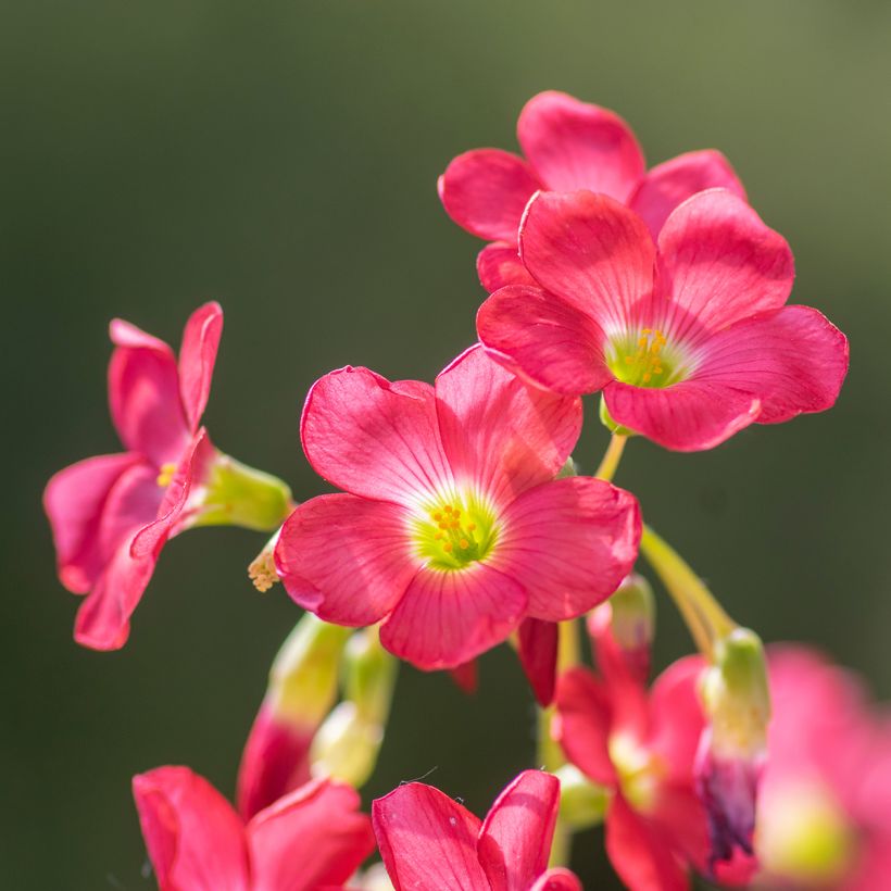 Oxalis deppei - Klaverzuring (Bloei)