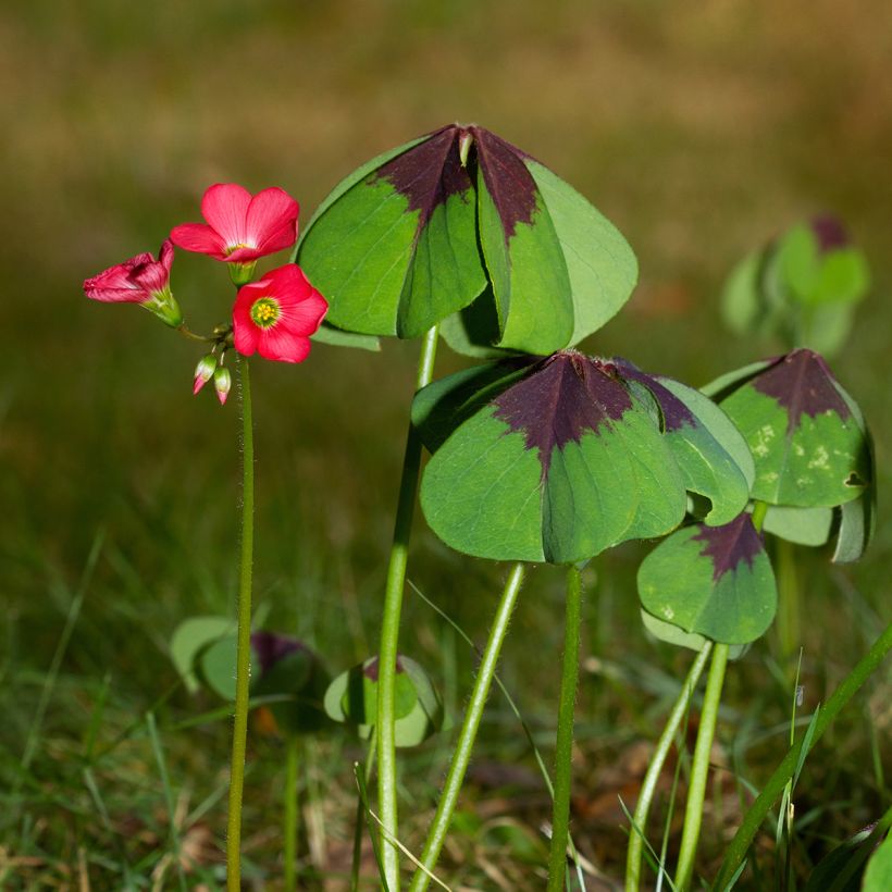 Oxalis deppei - Klaverzuring (Groeiplaats)