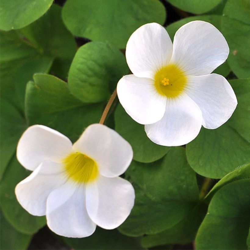 Oxalis purpurea Alba - Klaverzuring (Bloei)
