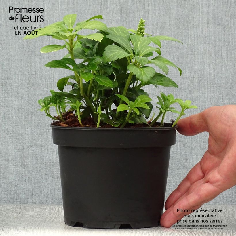 Exemplaar van Pachysandra terminalis Green Carpet - Schaduwkruid Pot van 2 l/3 l zoals geleverd in de zomer