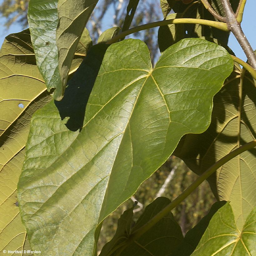 Paulownia fortunei Fast Blue - Anna Paulownaboom (Blad)