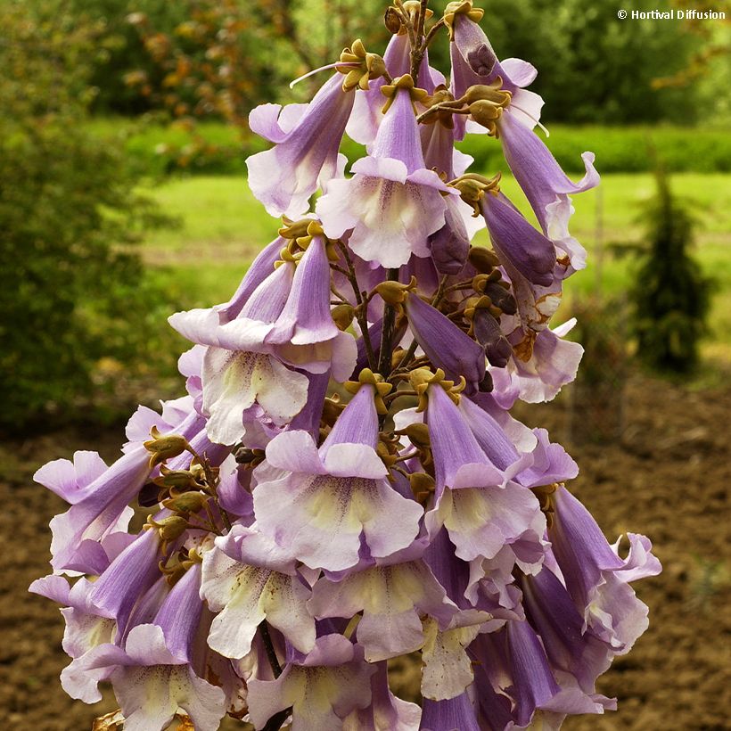 Paulownia fortunei Fast Blue - Anna Paulownaboom (Bloei)