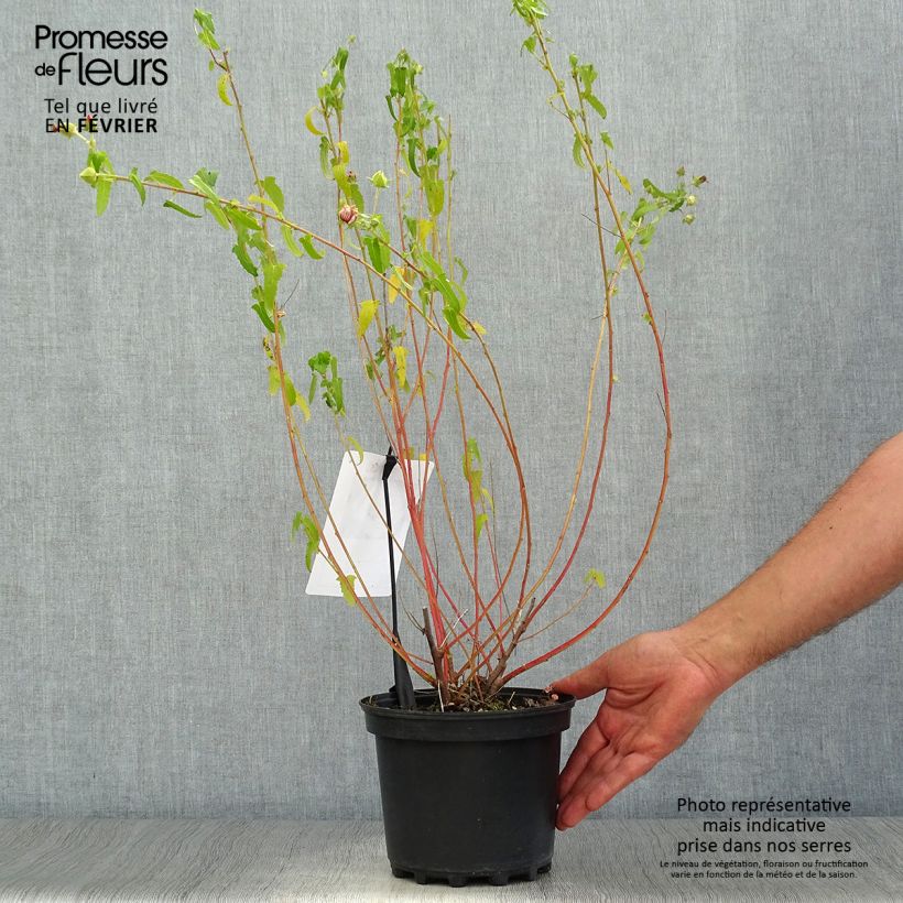Exemplaar van Pavonia hastata Pot van 2 l/3 l zoals geleverd in de herfst