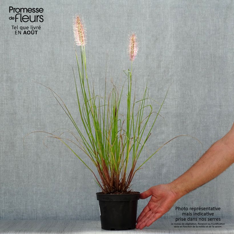 Exemplaar van Pennisetum alopecuroïdes Cassian - Lampenpoetsersgras Pot van 2 l/3 l zoals geleverd in de zomer