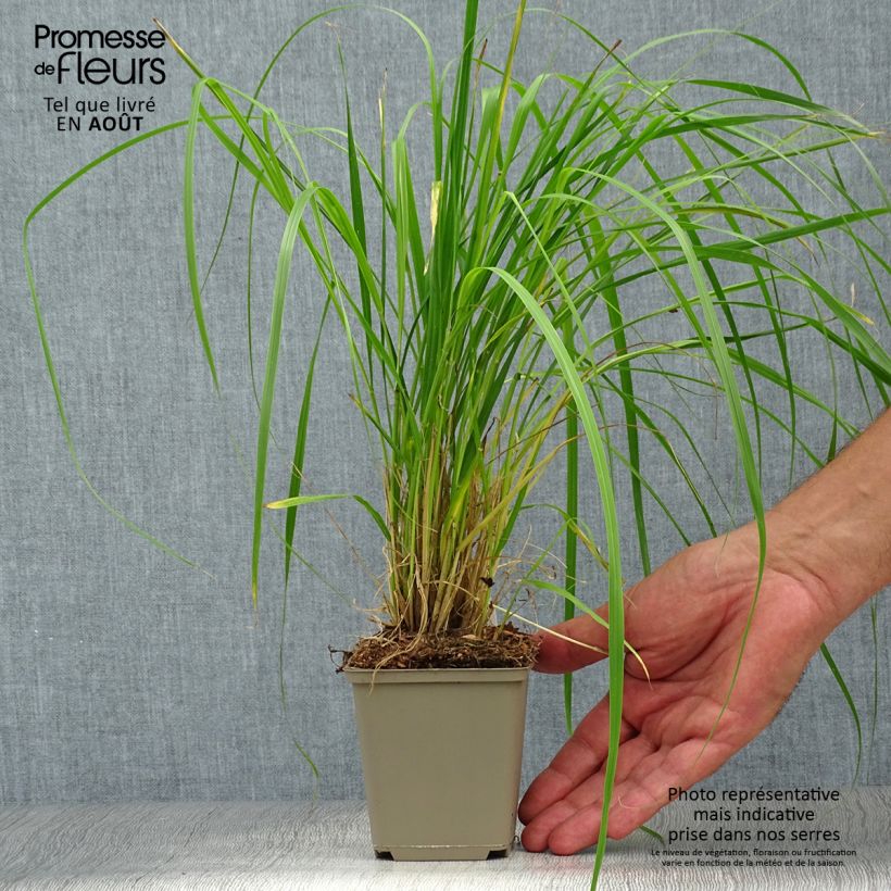 Exemplaar van Pennisetum thunbergii - Lampenpoetsersgras Kweekpotje van 8/9 cm zoals geleverd in de zomer