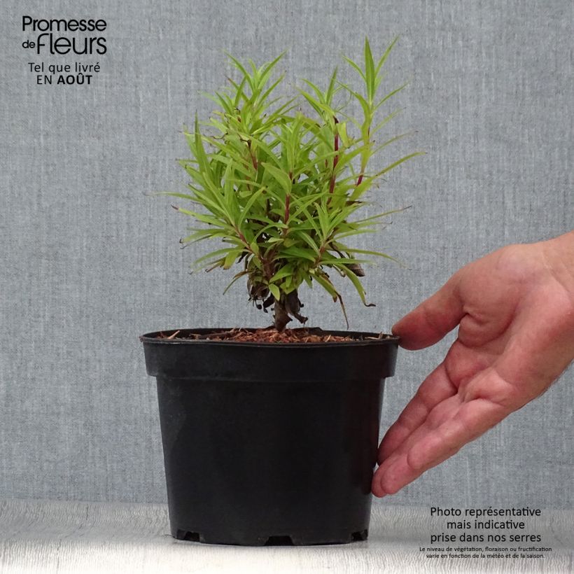 Exemplaar van Penstemon Blackbird - Slangenkop Pot van 2 l/3 l zoals geleverd in de zomer