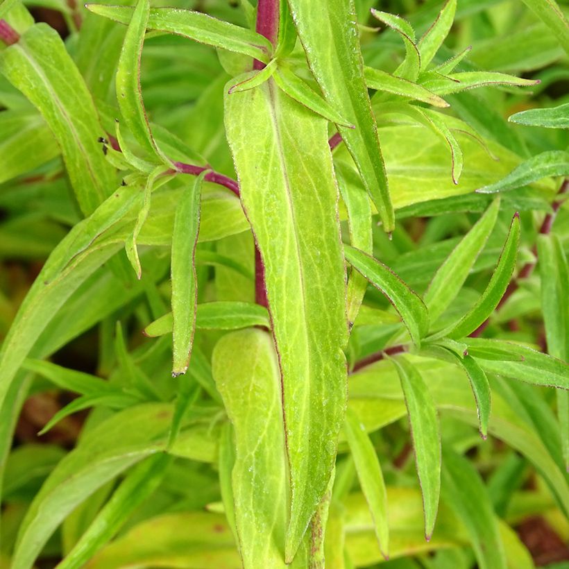 Penstemon Sour Grapes - Slangenkop (Blad)
