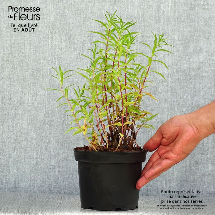 Exemplaar van Penstemon Sour Grapes - Slangenkop Pot van 2 l/3 l zoals geleverd in de zomer