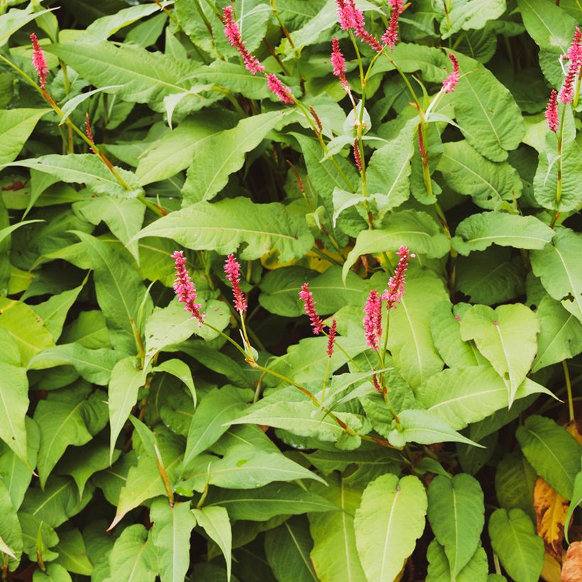 Persicaria amplexicaulis Amethyst - Duizendknoop (Blad)