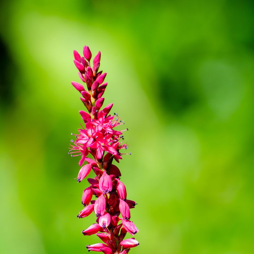 Persicaria amplexicaulis Amethyst - Duizendknoop (Bloei)