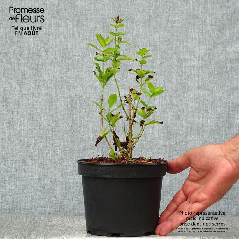 Exemplaar van Phlox paniculata Amethyst - Vlambloem Pot van 2 l/3 l zoals geleverd in de zomer
