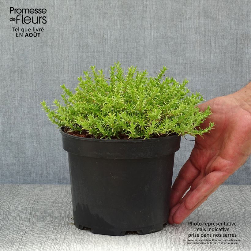 Exemplaar van Phlox douglasii Lilac Cloud - Kruipende vlambloem Pot van 2 l/3 l zoals geleverd in de zomer