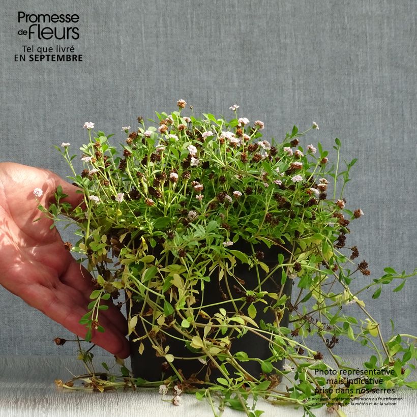 Exemplaar van Phyla nodiflora - Kruipende verbena Pot van 2 l/3 l zoals geleverd in de herfst