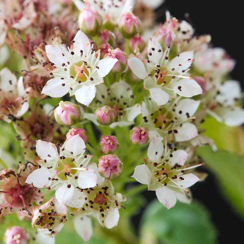 Physocarpus opulifolius Raspberry Lemonade - Blaasspirea (Bloei)