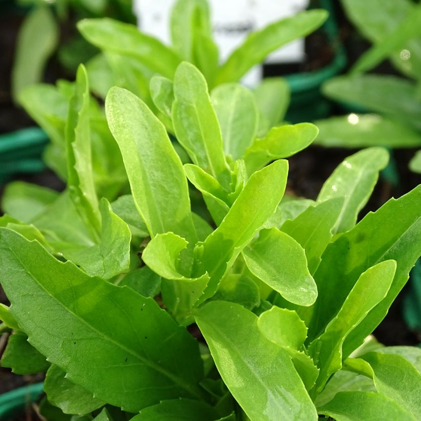 Physostegia virginiana Alba - Scharnierbloem (Blad)