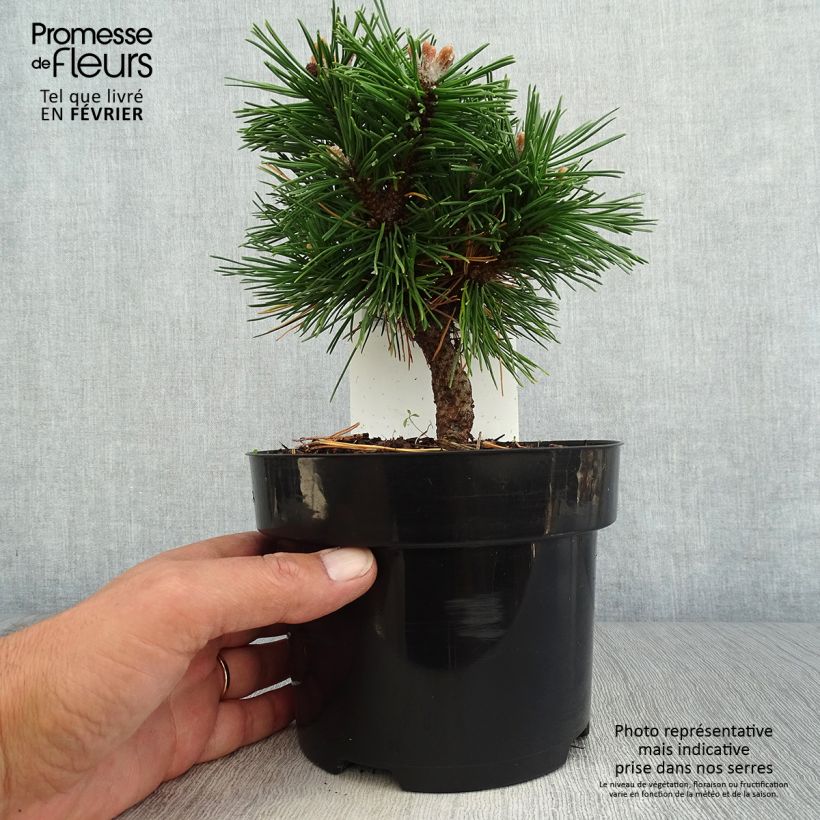 Exemplaar van Pinus mugo Benjamin - Bergden Pot van 2 l/3 l zoals geleverd in de herfst