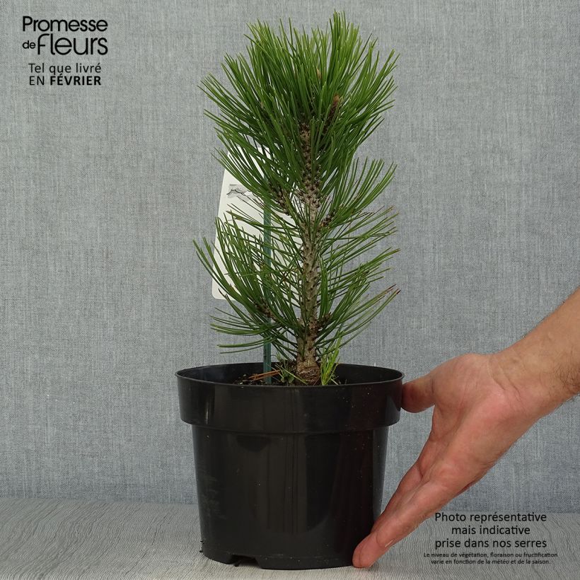 Exemplaar van Pinus heldreichii Malinkii - Bosnische den Pot van 2 l/3 l zoals geleverd in de herfst