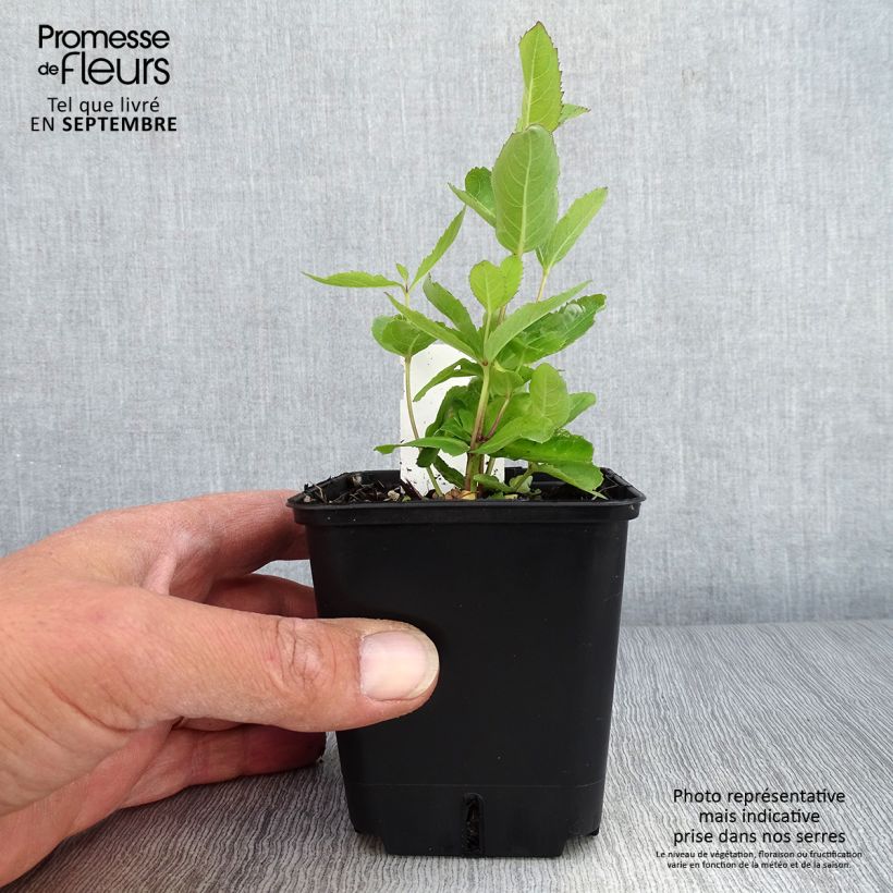 Exemplaar van Platycodon grandiflorus Fuji Blue Godet de 8/9 cm zoals geleverd in de herfst
