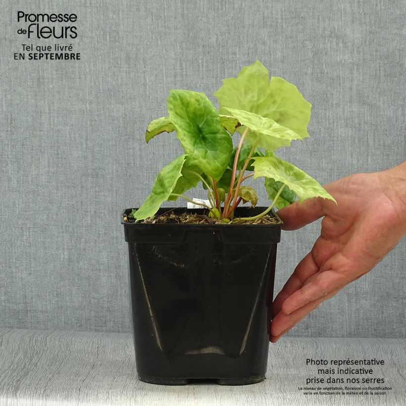 Exemplaar van Podophyllum Spotty Dotty - Voetblad Pot van 3 l/4 l zoals geleverd in de herfst