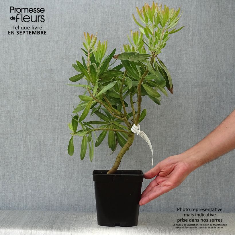Exemplaar van Protea Pink Ice - Suikerbos Pot van 4 l/5 l zoals geleverd in de herfst