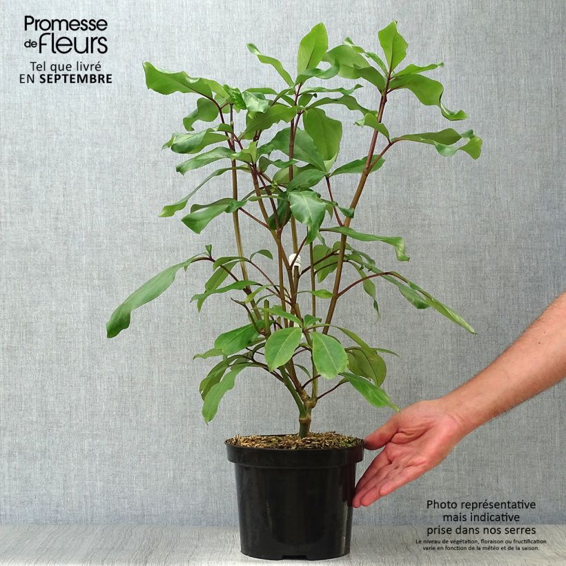Exemplaar van Pseudopanax laetus Pot van 3 l/4 l zoals geleverd in de herfst
